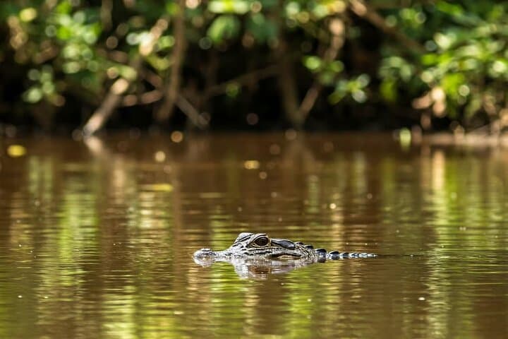 Leticia Jungle Safari: 2-Day Floating House & Night River Safari on the Amazon photo 6