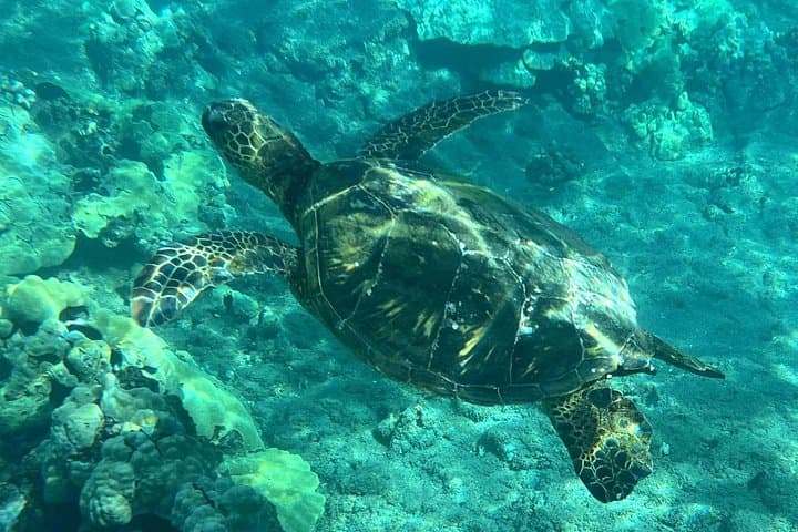 Lahaina Reef Snorkeling Adventure: Olowalu Snorkel Tour in Maui photo 1
