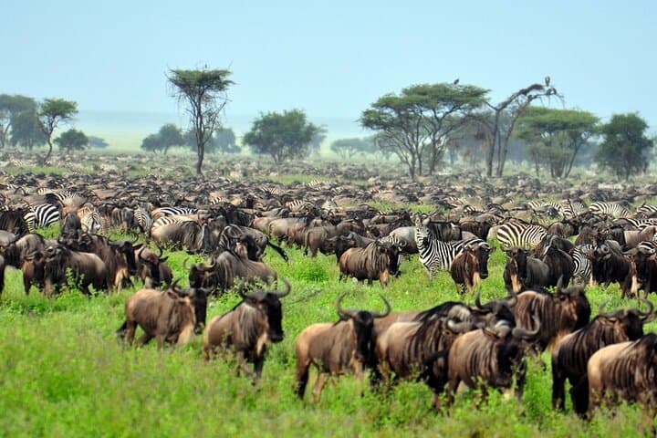 14-Day Kenya Wildlife Safari & Diani Beach Holiday photo 5