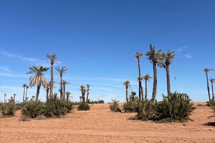 Palmeraie Camel Ride & Quad Biking Near Marrakech — Palm Grove Adventure photo 5