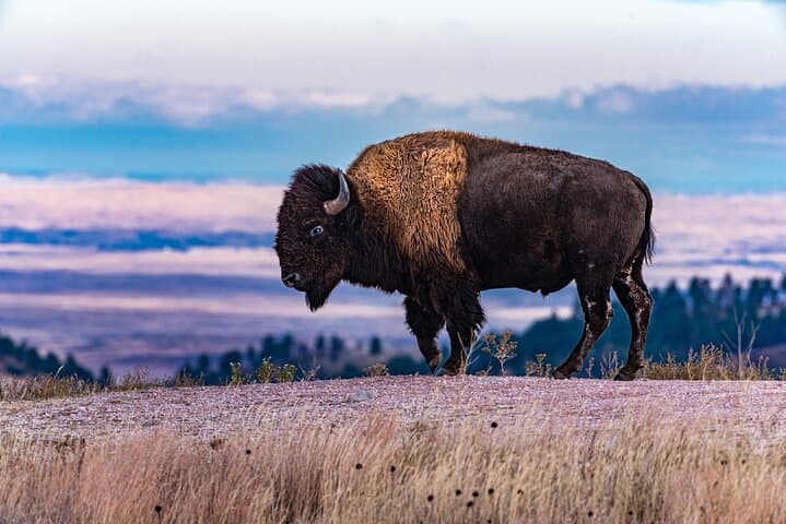 Wind Cave National Park Self-Guided Audio Tour — Drive, Hike & Explore the Cave Country photo 6