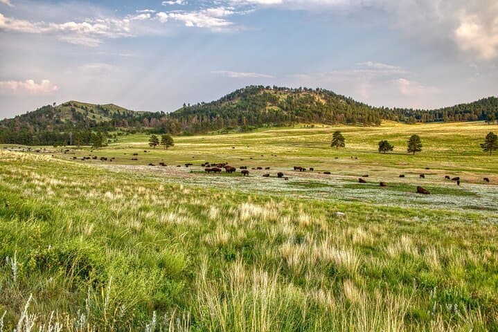 Wind Cave National Park Self-Guided Audio Tour — Drive, Hike & Explore the Cave Country photo 4