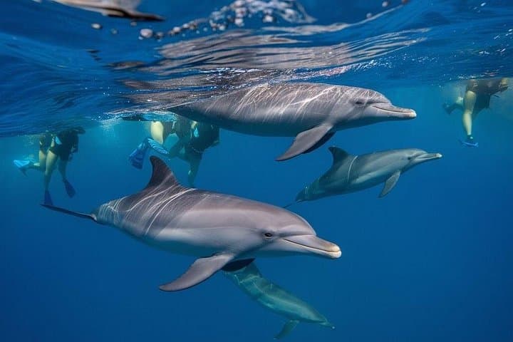 Mnemba Island Snorkeling: Dolphins, Turtles & Coral Reefs Near Zanzibar photo 3