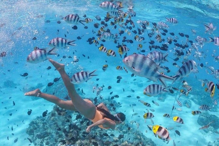 Mnemba Island Snorkeling: Dolphins, Turtles & Coral Reefs Near Zanzibar photo 4