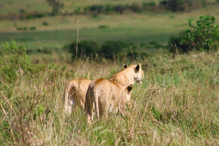 Two-Day Private Masai Mara Safari: Big Five Game Drives from Nairobi photo 4