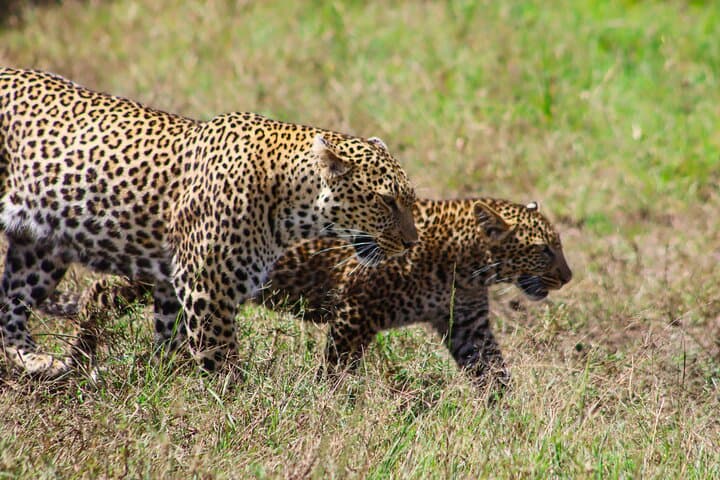 Two-Day Private Masai Mara Safari: Big Five Game Drives from Nairobi photo 2