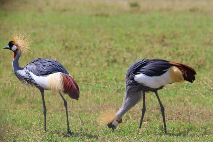 Two-Day Private Masai Mara Safari: Big Five Game Drives from Nairobi photo 5