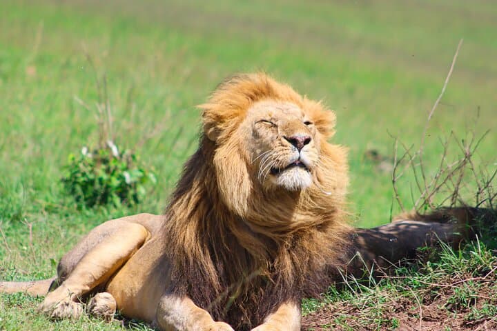 Two-Day Private Masai Mara Safari: Big Five Game Drives from Nairobi