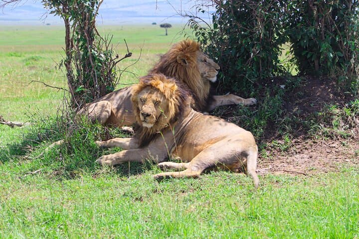Two-Day Private Masai Mara Safari: Big Five Game Drives from Nairobi photo 6