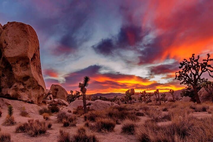 Joshua Tree and Richard Nixon Library Day Tour from Los Angeles