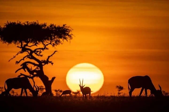 Nairobi National Park Sunset & Night Game Drive — Night Safari from Nairobi photo 1