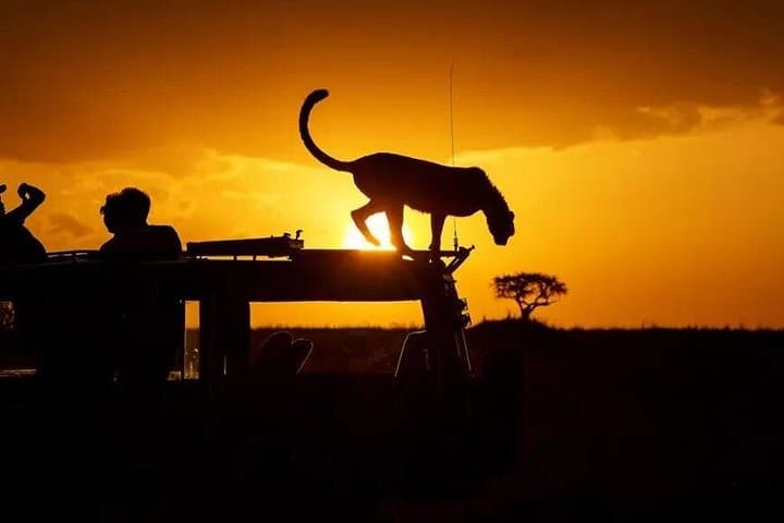 Nairobi National Park Sunset & Night Game Drive — Night Safari from Nairobi photo 2
