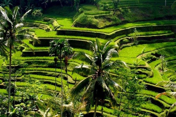 One-Day Ubud Private Tour: Temples, Tegallalang Rice Terraces, Jungle Swing & Waterfall photo 1