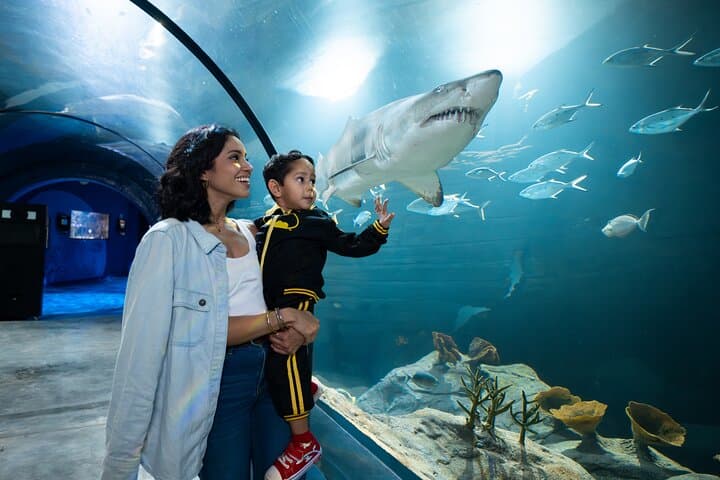 Explore Odysseo Oceanarium Mauritius: Port Louis Aquarium Tickets & Visitor Guide photo 4