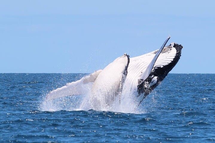 Gold Coast Whale Watching Cruise: 4-Hour Humpback Adventure