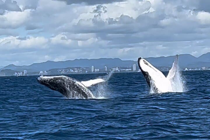 Gold Coast Whale Watching Cruise: 4-Hour Humpback Adventure photo 2