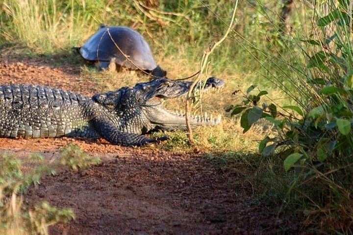 Wilpattu Jeep Safari from Kandy: Leopard, Elephant and Spice Garden Day Tour photo 2
