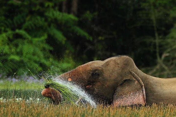 Wilpattu Jeep Safari from Kandy: Leopard, Elephant and Spice Garden Day Tour photo 4