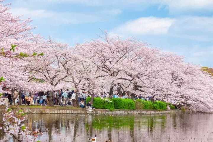 9-Day Best of Japan Cherry Blossom Tour — Tokyo, Kyoto & Osaka Highlights photo 3