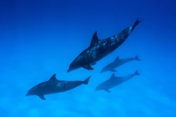 Hurghada Dolphin Photo Session — Responsible Photo Encounter with Transfer photo 5