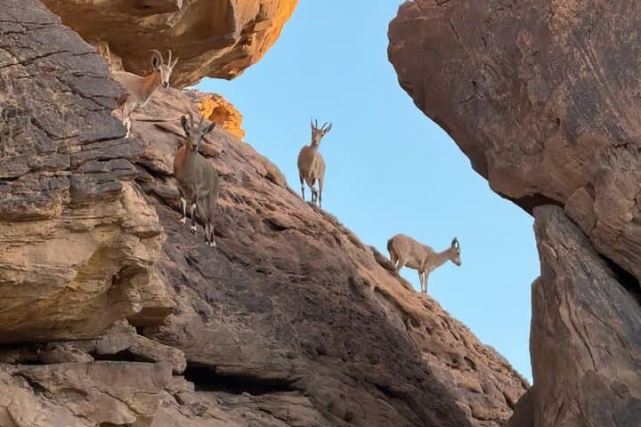 Hegra Safari: 4x4 Nature & Wildlife Tour in AlUla's Hegra Reserve photo 2