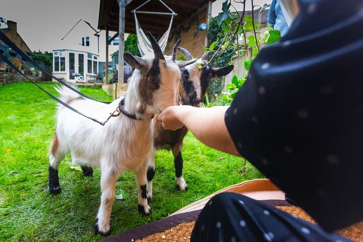 Pygmy Goat Walk in Tetbury — Cotswolds Goat-Walking Experience
