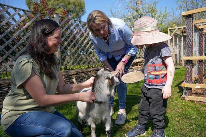 Pygmy Goat Walk in Tetbury — Cotswolds Goat-Walking Experience photo 5
