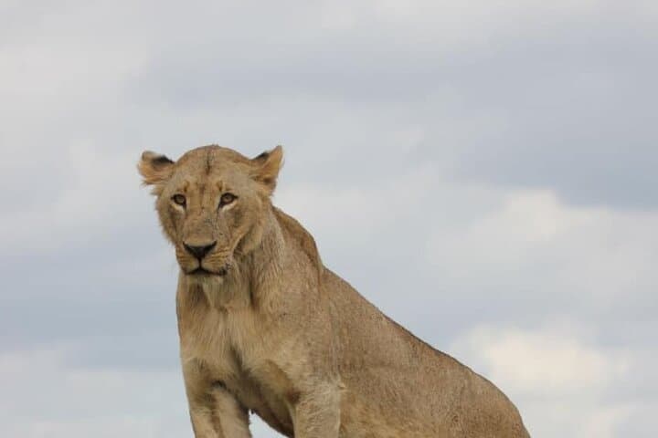 Nairobi National Park Night Game Drive: Safari Adventure After Dark photo 4