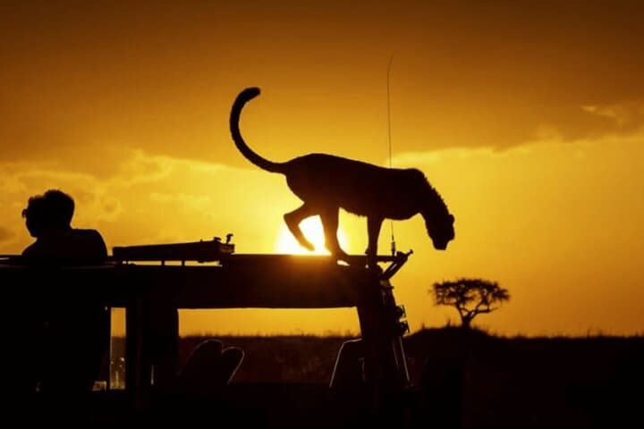Nairobi National Park Night Game Drive: Safari Adventure After Dark photo 1