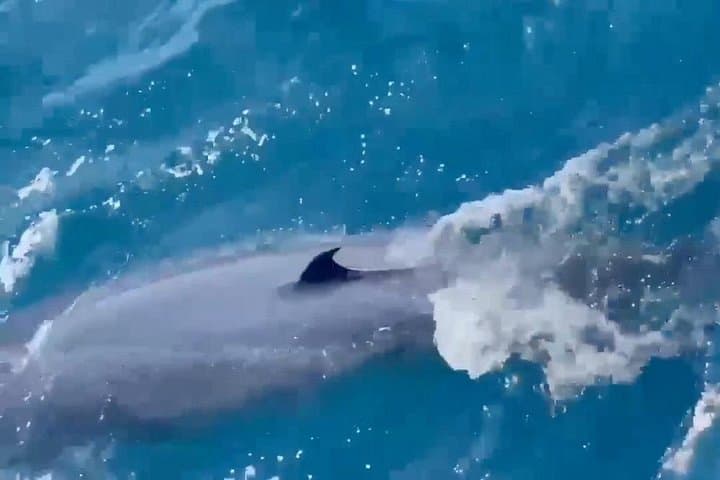 Mirissa Whale Watching: Morning Cruise to See Blue Whales & Dolphins photo 5
