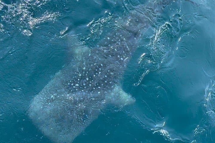 Mirissa Whale Watching: Morning Cruise to See Blue Whales & Dolphins photo 6