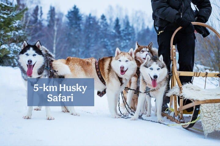 5 km Husky Safari from Levi — Arctic Sled Ride & Farm Visit