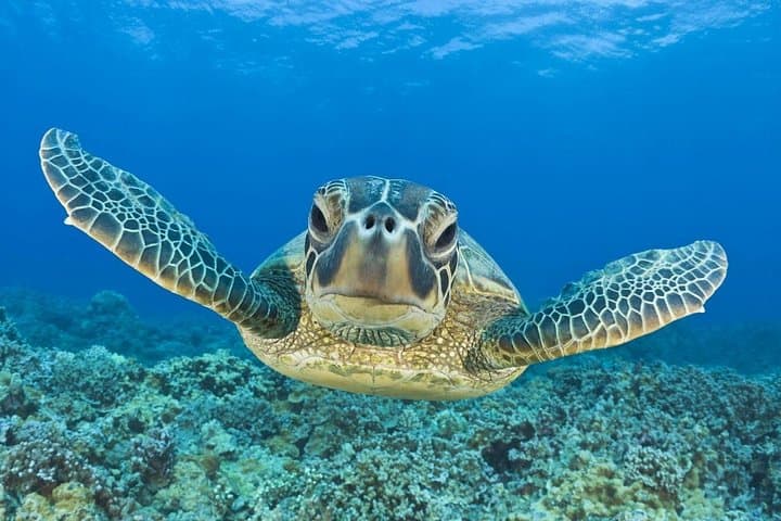 Daymaniyat Islands Snorkeling Adventure from Muscat — Half-Day Trip photo 4