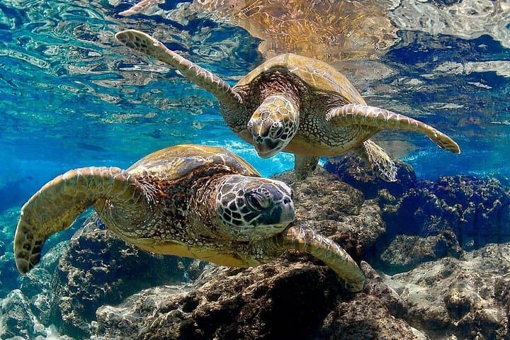 Daymaniyat Islands Snorkeling Adventure from Muscat — Half-Day Trip photo 5