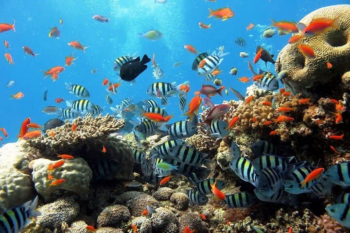 Ras Mohammed & White Island Boat Trip: Snorkel Egypt’s Coral Gardens photo 4