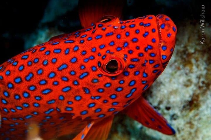 Ras Mohammed & White Island Boat Trip: Snorkel Egypt’s Coral Gardens photo 5