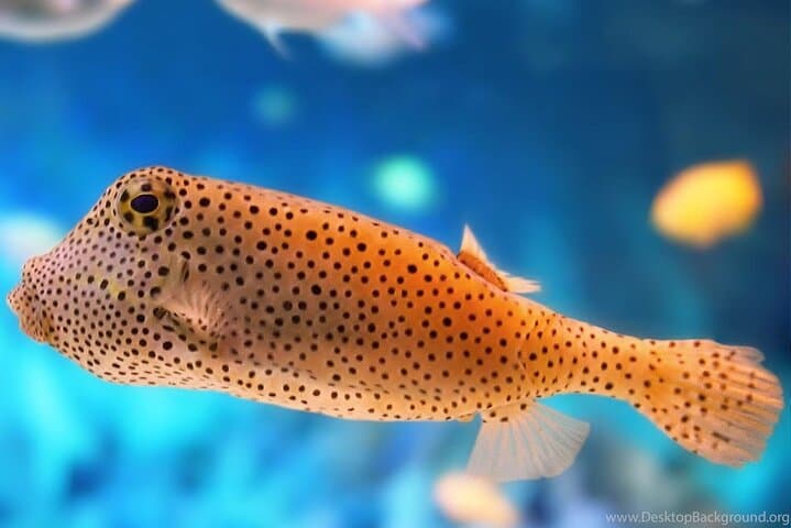Ras Mohammed & White Island Boat Trip: Snorkel Egypt’s Coral Gardens photo 6