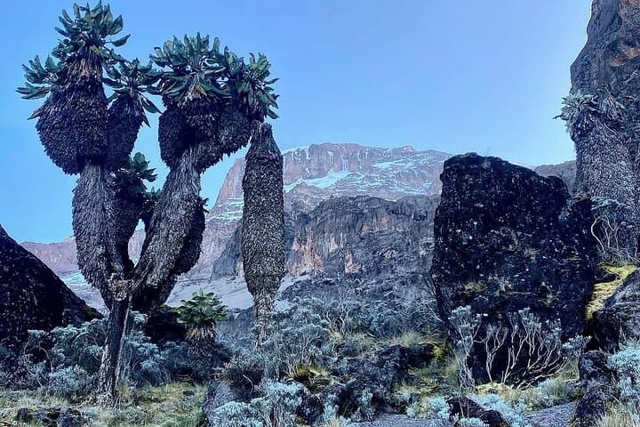 Kilimanjaro Machame Route: 7-Day Guided Ascent to Uhuru Peak photo 2