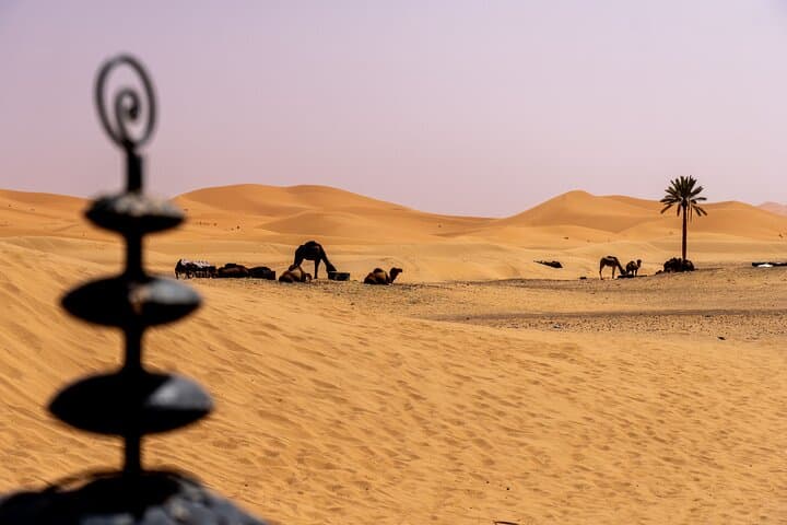 Errachidia to Marrakech: 2-Night Merzouga Desert Tour with Camel Rides and Todgha Gorges photo 6