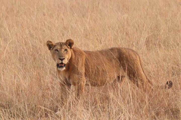 14-Day Kenya & Rwanda Safari: Masai Mara Big Five to Volcanoes Gorilla Trek photo 3