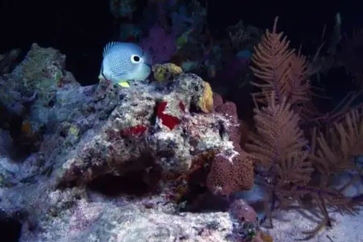Night Snorkeling in Mirissa: See the Southern Reef After Dark photo 4