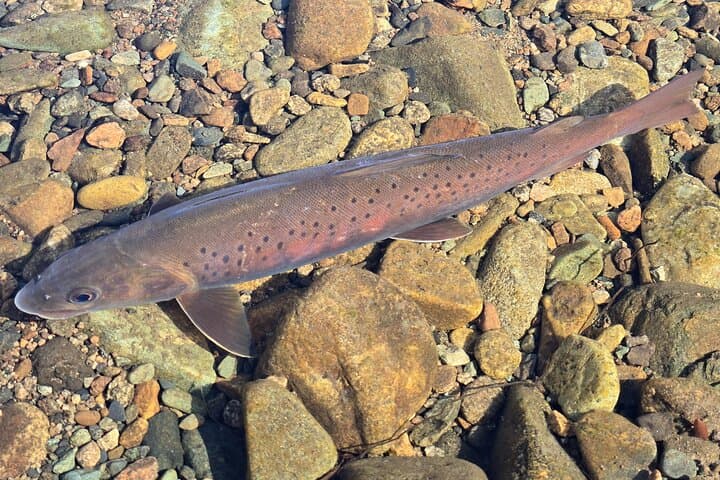 Fishing and Wild Camping Near Ulaanbaatar: 2-Day Guided Tuul River Escape photo 3