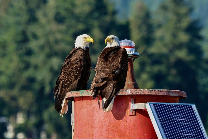 Vancouver Waterfront Sightseeing Boat Tour: Lions Gate, Stanley Park & Seal Colony photo 2