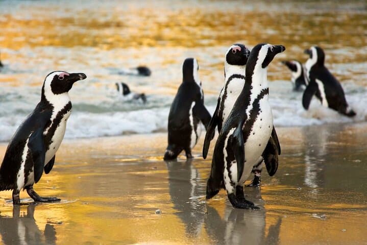 Cape Town Helicopter & Boulders Beach Penguin Tour — V&A Waterfront Flight and Simon's Town Visit photo 5