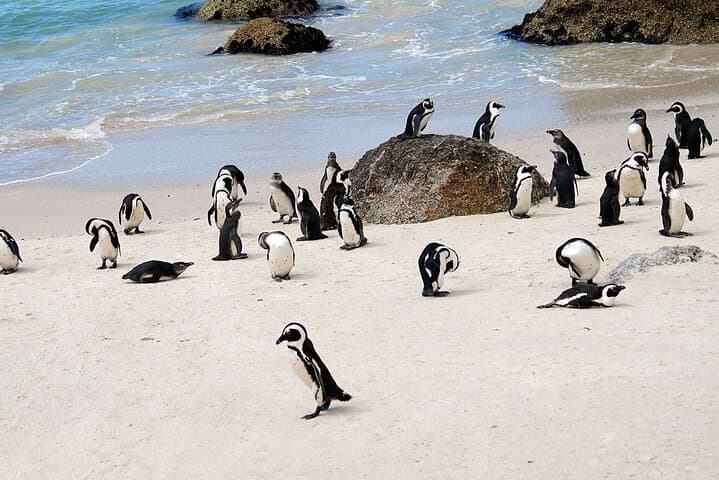 Cape Town Helicopter & Boulders Beach Penguin Tour — V&A Waterfront Flight and Simon's Town Visit photo 6