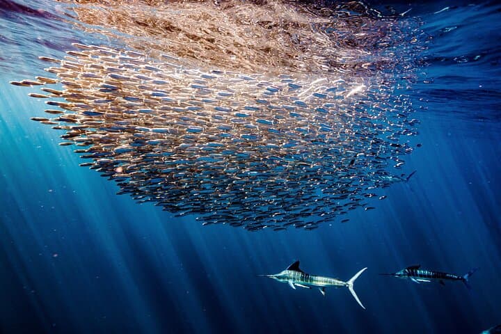 4-Day Luxury Magdalena Bay Snorkel Camp — Sardine Run, Marlin & Sea Lion Safaris