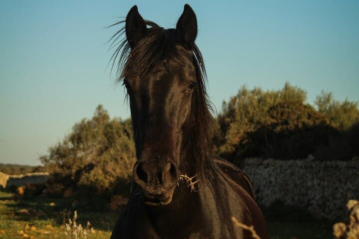 Noordhoek Beach Horseback Riding — Private Long Beach Equestrian Tour from Cape Town photo 2