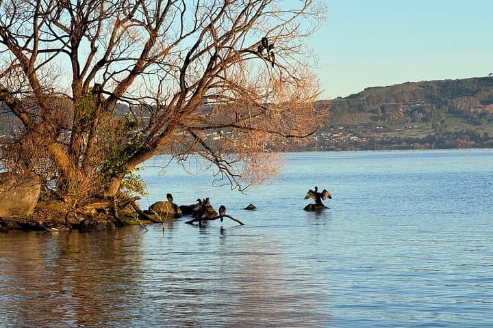 Lake Taupo Great Lake Tour: Huka Falls & Mine Bay Maori Rock Carvings (Day Trip from Auckland) photo 4