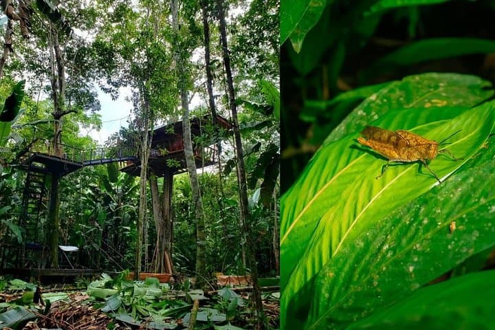 Treehouse Jungle Retreat & Malocan Cultural Immersion near Leticia photo 2