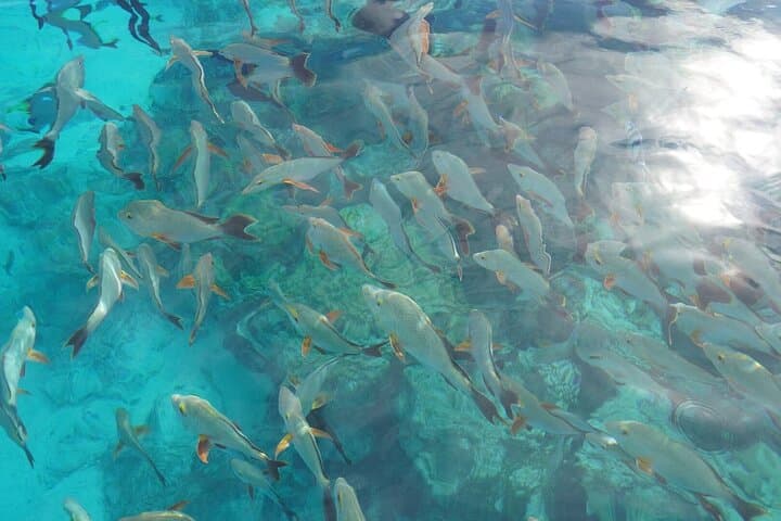 Rangiroa Snorkeling & Dolphin Cruise in Tiputa Pass photo 2